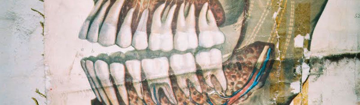 Ausschnitt einer anatomischen Lehrtafel der Zähne von Max Brödel